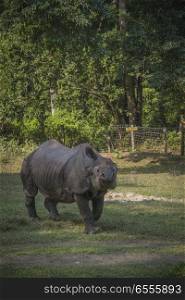 Rhino in Chitwan National Park in Nepal.