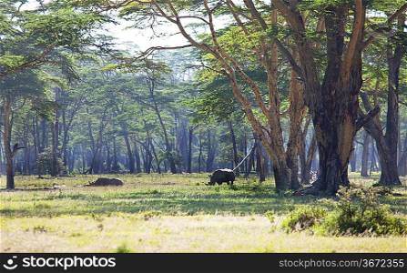 rhino in forest