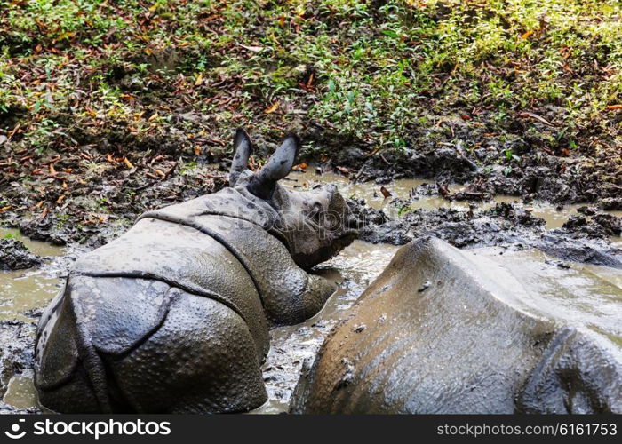 Rhino is eating the grass in the wild, Chitwan national park, Nepal