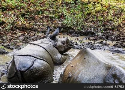 Rhino is eating the grass in the wild, Chitwan national park, Nepal
