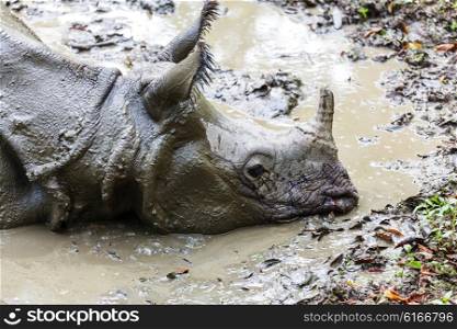 Rhino is eating the grass in the wild, Chitwan national park, Nepal