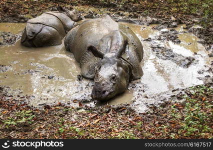 Rhino is eating the grass in the wild, Chitwan national park, Nepal