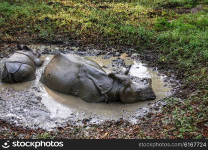 Rhino is eating the grass in the wild, Chitwan national park, Nepal