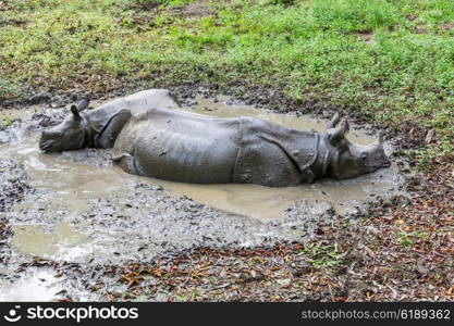 Rhino is eating the grass in the wild, Chitwan national park, Nepal