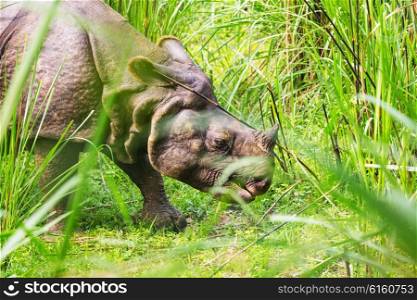 Rhino is eating the grass in wildlife, Chitwan national park, Nepal