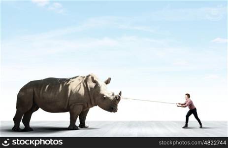 Rhino on lead. Young man in casual holding rhino on lead