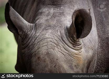 rhino skin, texture of rhino skin for background