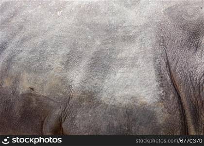 rhino skin textured background