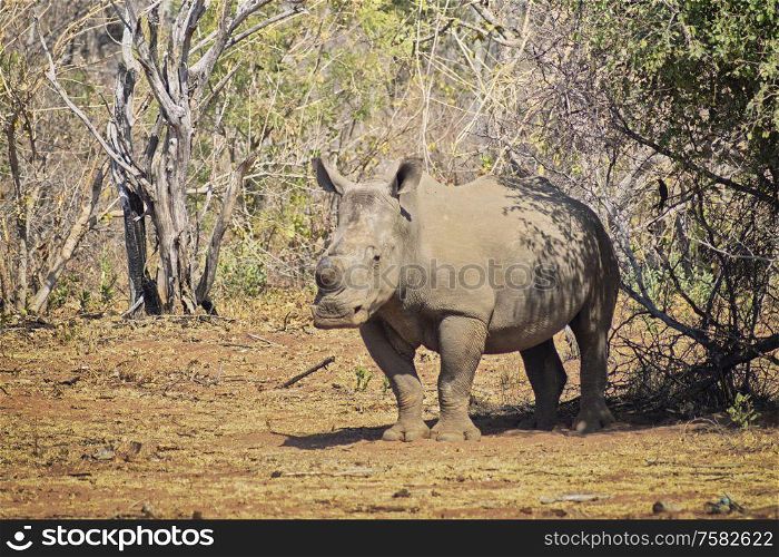Rhino standing under a tree in the south african savannah in the hot sun