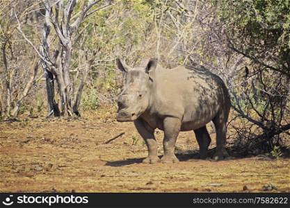 Rhino standing under a tree in the south african savannah in the hot sun