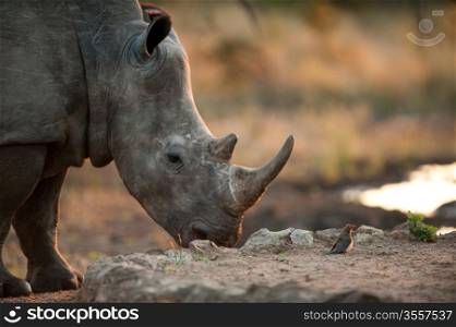 Rhinoceros and tiny bird near Kruger National Park
