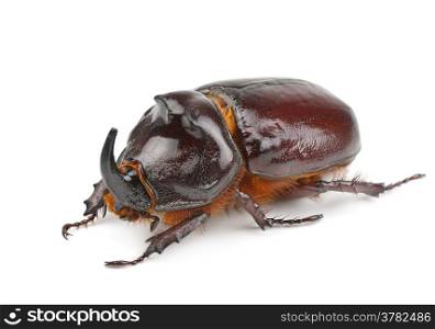 rhinoceros beetle isolated on white background