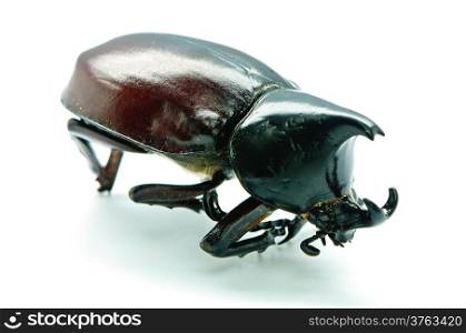 Rhinoceros beetle, Rhino beetle, Hercules beetle, Unicorn beetle or Horn beelte, isolated on a white background