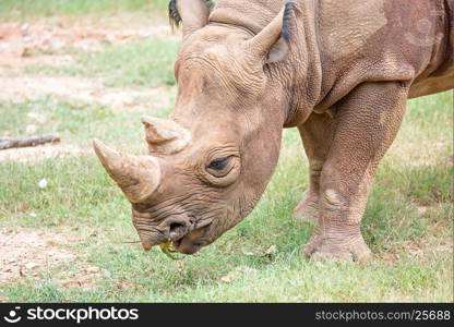 rhinoceros enjoying on green grassy meadow