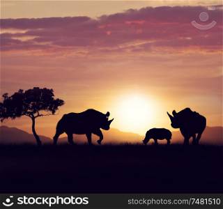rhinoceros family walking at sunset