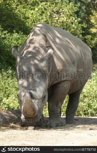 Rhinoceros front view full size in zoo