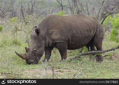 Rhinoceros grazes in African plains