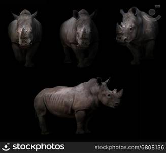 rhinoceros hiding in the dark with spotlight