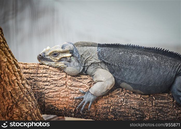 Rhinoceros Iguana lying on a branch / Cyclura cornuta