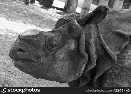 Rhinoceros impressive