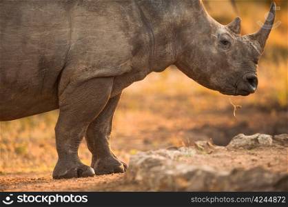 Rhinoceros in late afternoon, Kruger National Park