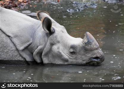 Rhinoceros into the water