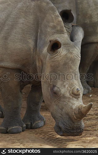 Rhinoceros noses ground