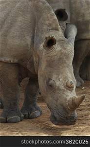 Rhinoceros noses ground