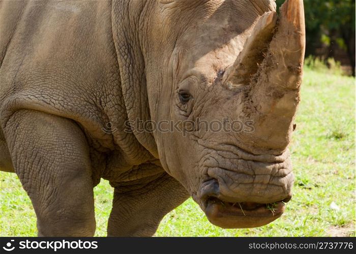 Rhinoceros on wild safari.
