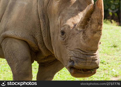 Rhinoceros on wild safari.