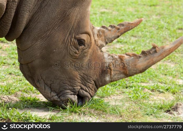 Rhinoceros on wild safari.