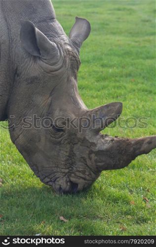 Rhinoceros, rhino, Rhinocerotidae, grazing on green grass.