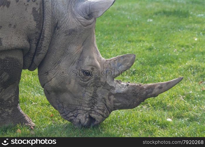 Rhinoceros, rhino, Rhinocerotidae, grazing on green grass.