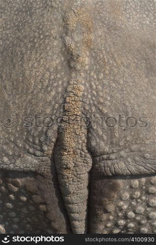 Rhinoceros Skin as an Organic Textural Source