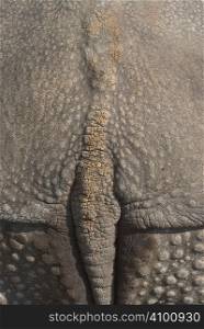 Rhinoceros Skin as an Organic Textural Source