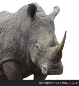 Rhinoceros standing over white background