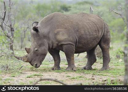 Rhinoceros stands in African plains