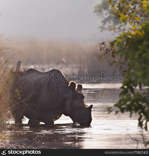 Rhinoceros unicornis . Rhinoceros unicorne d&rsquo;Asie