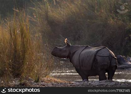 Rhinoceros unicornis . Rhinoceros unicorne d&rsquo;Asie