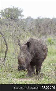 Rhinoceros walks in African plains