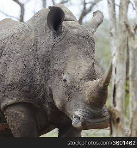 Rhinoceros with sleepy eye