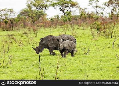 Rhinoceroses in savanna