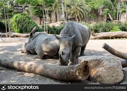 rhinos in one of the parks of Thailand