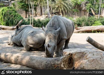 rhinos in one of the parks of Thailand