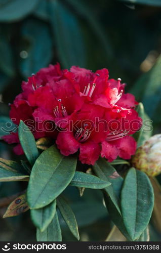 Rhododendron arboreum (Azalea) in doi inthanon national park, Thailand.