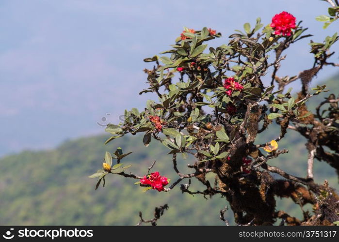 Rhododendron arboreum in doi inthanon national park, Thailand