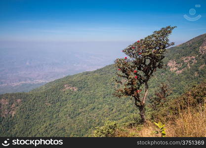 Rhododendron arboreum in doi inthanon national park, Thailand