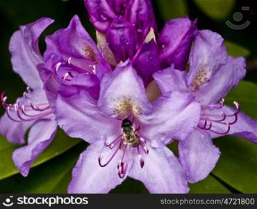Rhododendron bee. Rhododendron in pink with bee