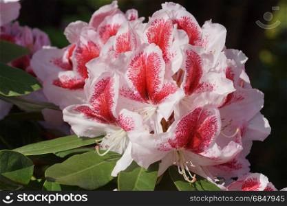 Rhododendron Belami, herald of spring, flower of the gardens