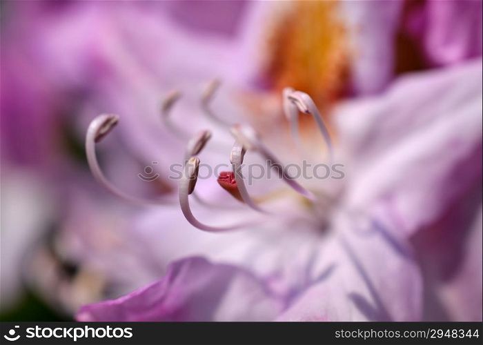Rhododendron flower.